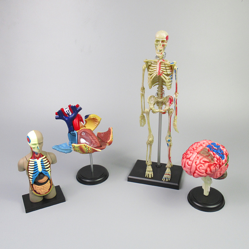Human skeleton model